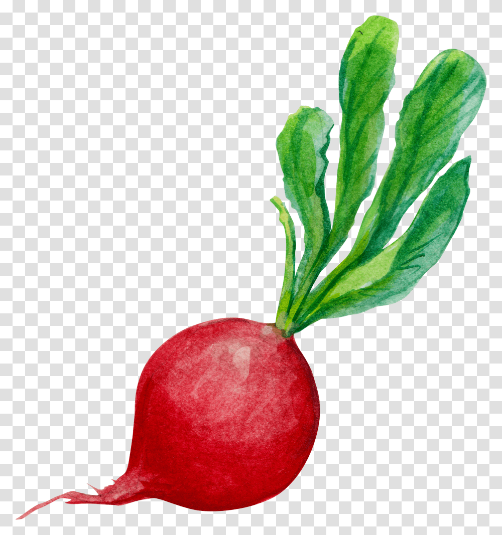 Download Hd Carrots Watercolor Radish, Plant, Vegetable, Food, Produce Transparent Png