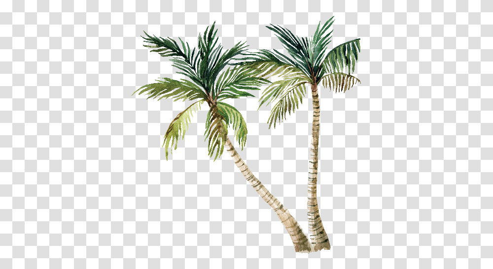 Download Hd Cartoon Palm Trees Palm Trees With White Background, Plant, Arecaceae, Annonaceae, Tree Trunk Transparent Png