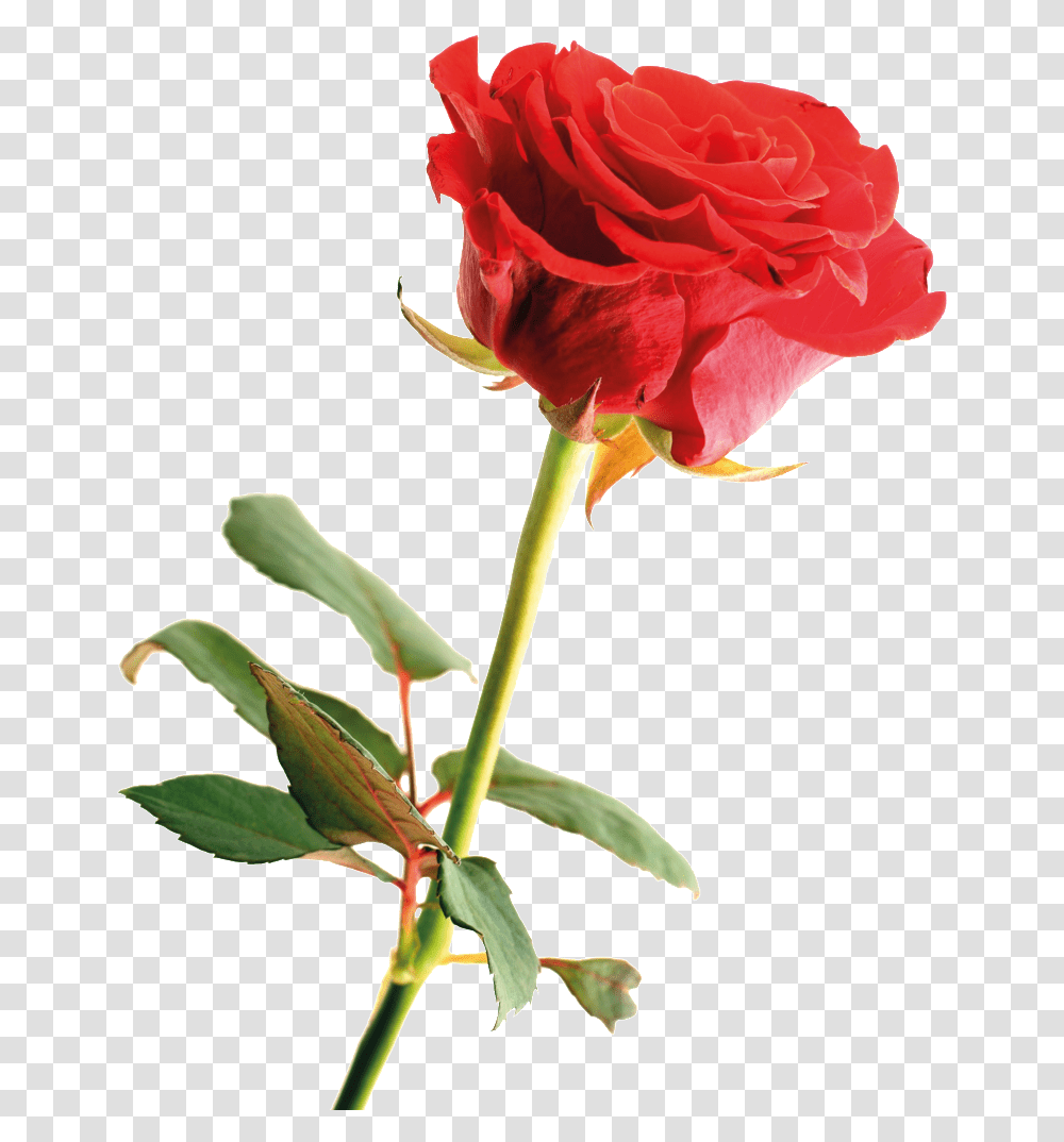 Download Hd Cartoon Red Rose Hand Painted Rose Happy Mothers Day Flowers, Plant, Blossom Transparent Png