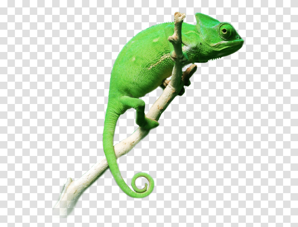 Download Hd Chameleon Chameleon, Lizard, Reptile, Animal, Green Lizard Transparent Png