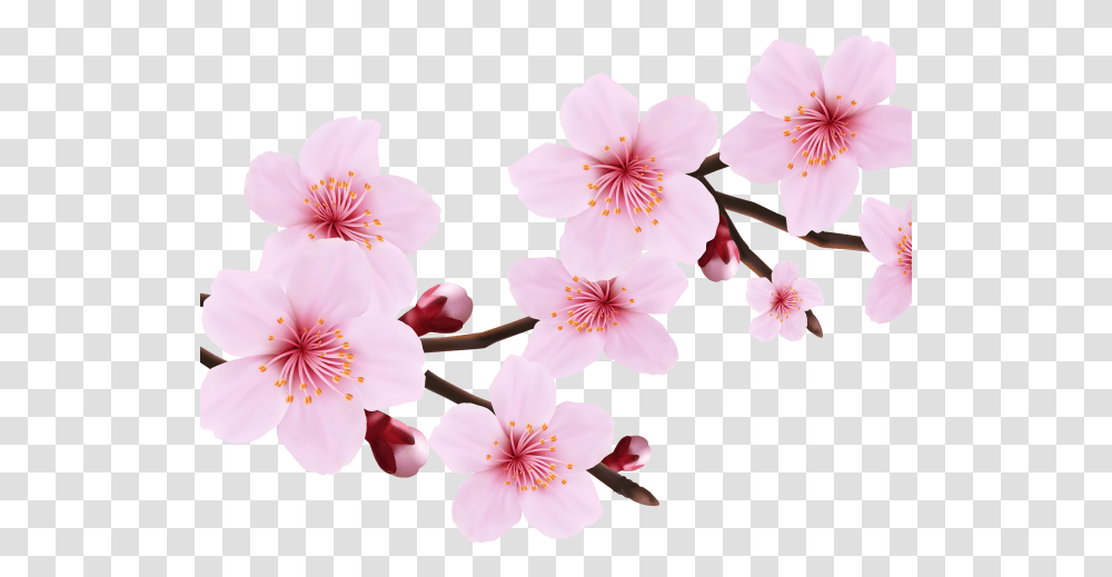 Download Hd Cherry Blossom Clipart File Cherry Blossom Cherry Blossom Flower, Plant, Petal, Anther, Geranium Transparent Png