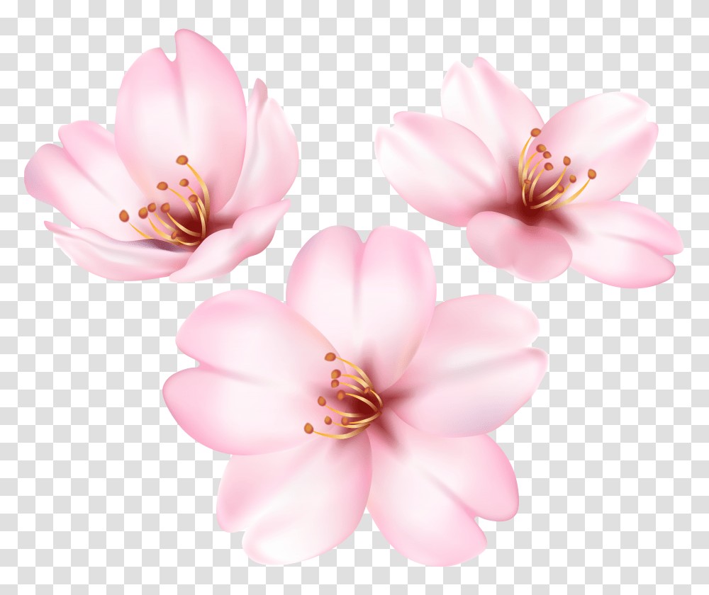 Download Hd Cherry Blossom Tree Transparent Png