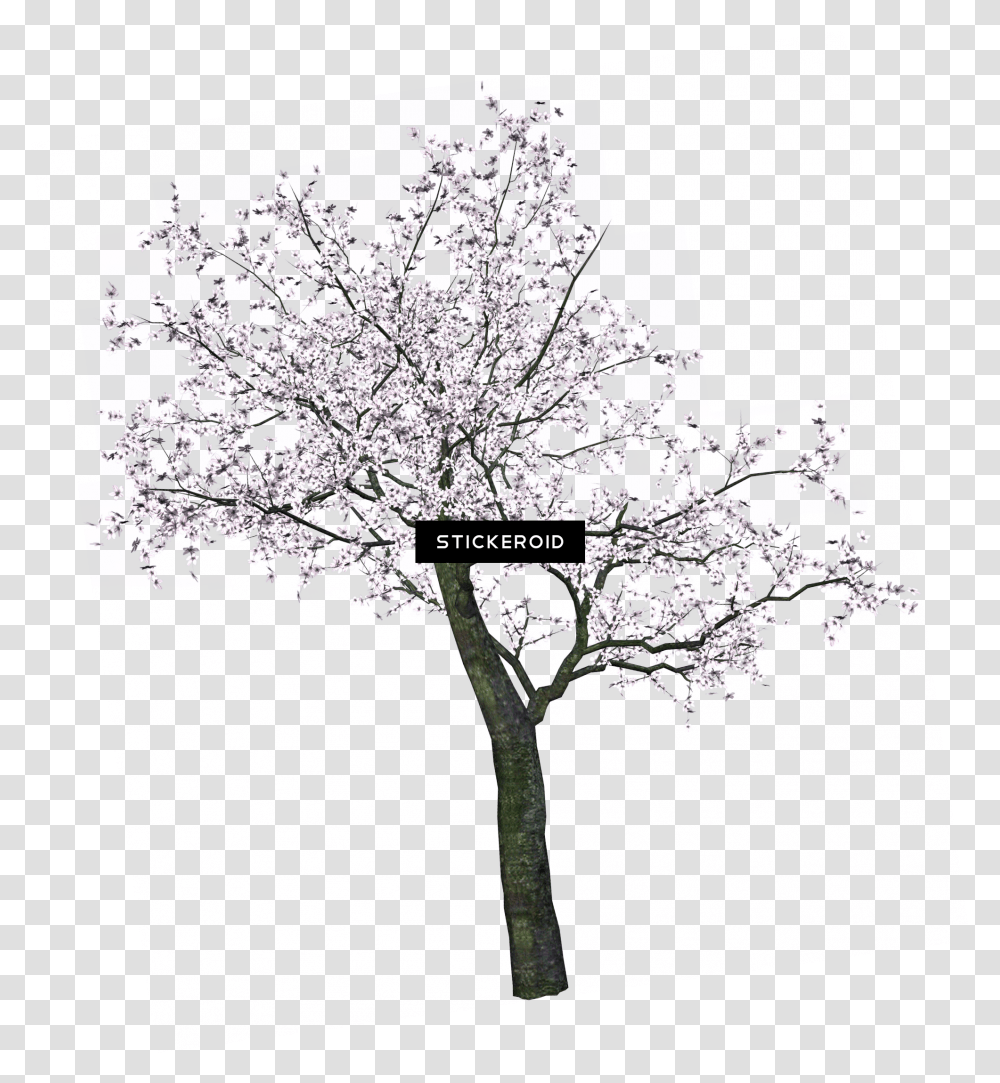 Download Hd Cherry Tree Spring Trees Cherry Blossom Tree Drawing Black And White, Plant, Flower, Paper, Petal Transparent Png