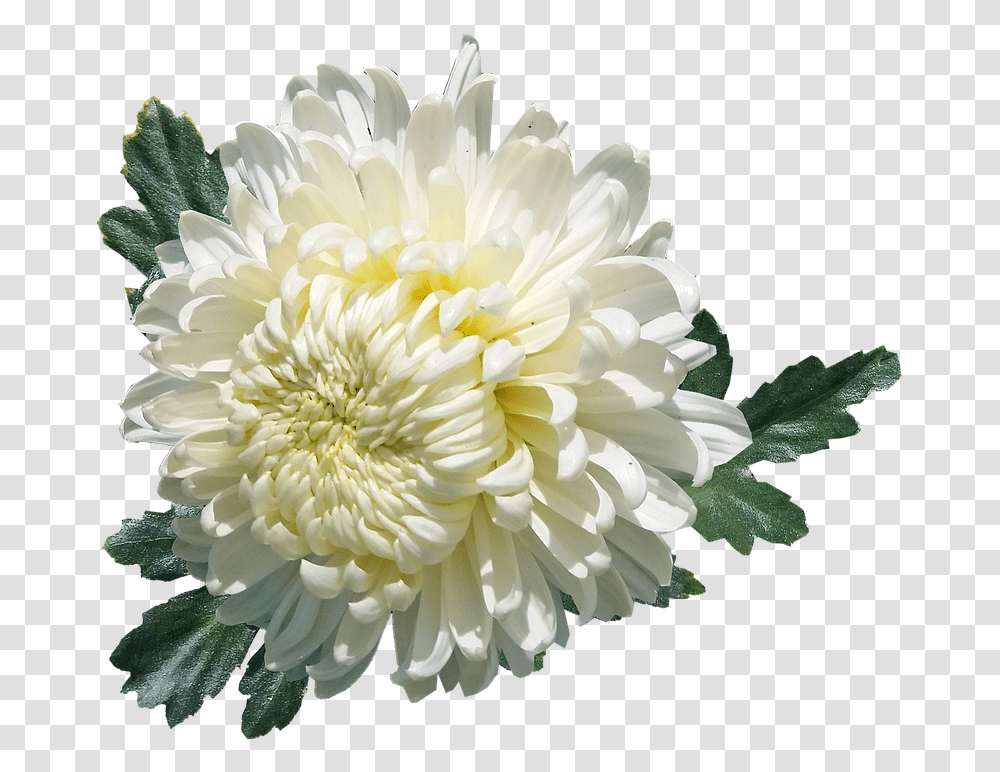 Download Hd Chrysanthemum White Chrysanthme, Dahlia, Flower, Plant, Petal Transparent Png