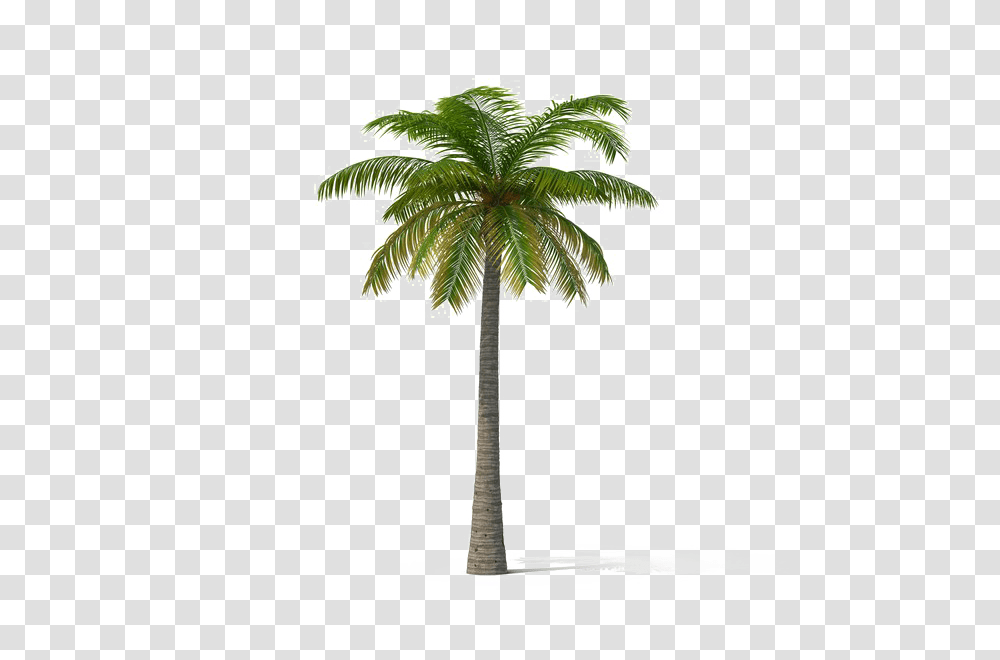 Download Hd Coconut Tree Palm Trees Coconut Tree, Plant, Arecaceae, Lamp, Tree Trunk Transparent Png