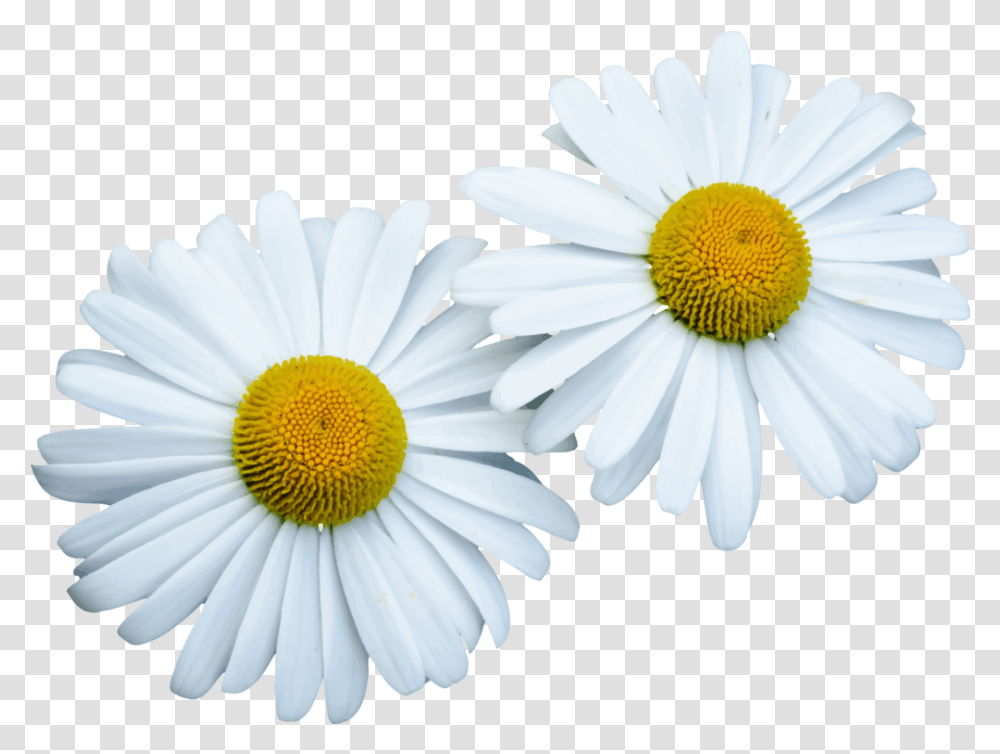 Download Hd Common Daisy Computer Icons Lovely, Plant, Flower, Daisies, Blossom Transparent Png