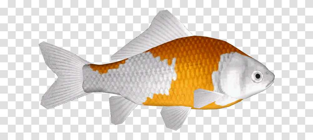 Download Hd Common Goldfish 13 Anemone Fish Goldfish, Animal, Carp Transparent Png