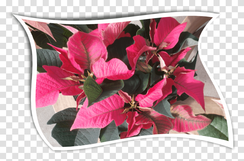 Download Hd Country Colors Poinsettia Bougainvillea, Petal, Flower, Plant, Blossom Transparent Png