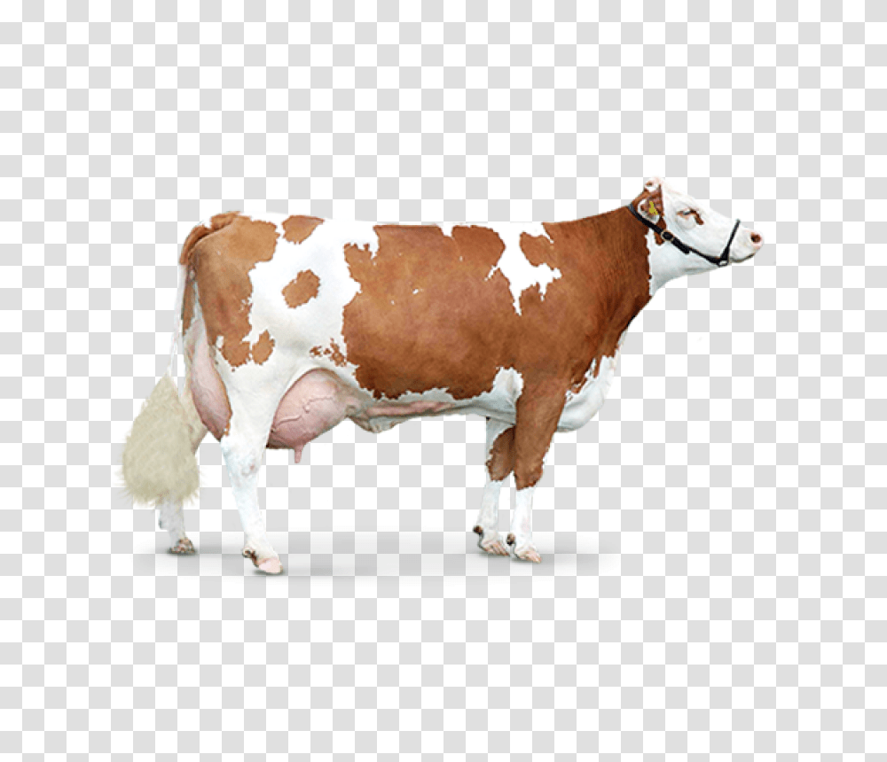 Download Hd Cow Cow, Cattle, Mammal, Animal, Dairy Cow Transparent Png