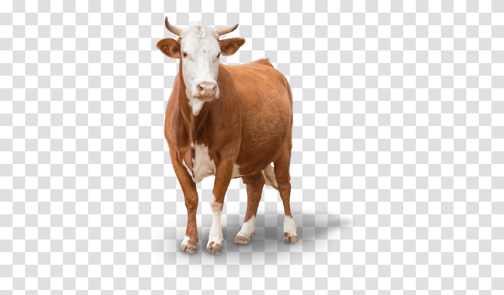 Download Hd Cow Images Cow Image Farm Animals, Cattle, Mammal, Dairy Cow Transparent Png