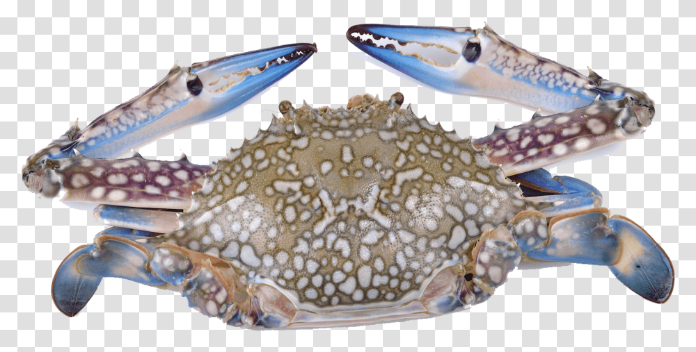 Download Hd Crabs Flower Crab Image Blue Crab Crab White Background, Sea Life, Animal, Seafood, Fish Transparent Png