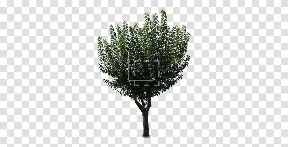 Download Hd Cutout People Tree Image Gambel Oak, Plant, Vegetation, Outdoors, Bush Transparent Png