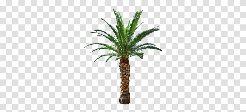 Download Hd Cycad Short Palm Tree, Plant, Arecaceae Transparent Png