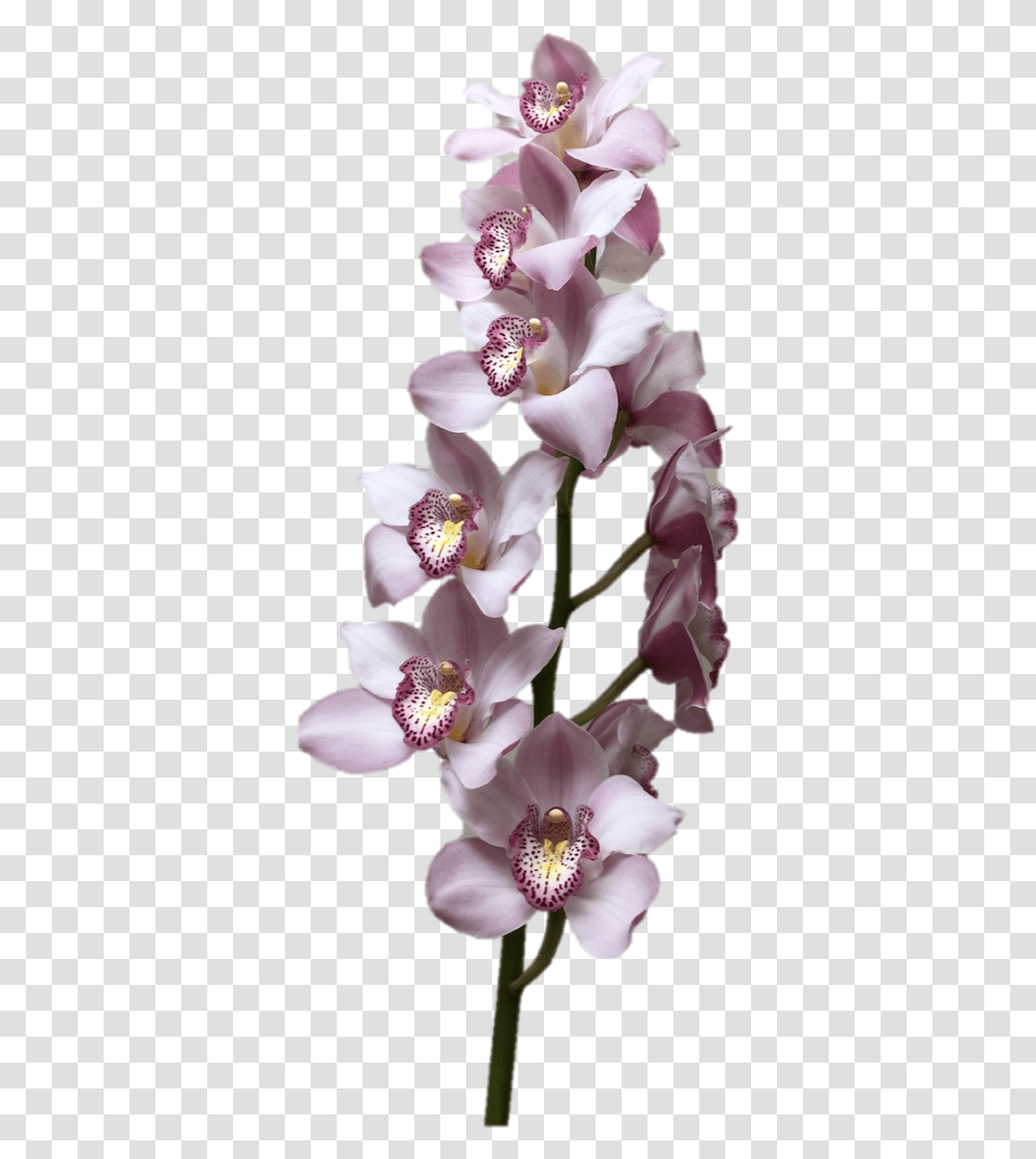 Download Hd Cymbidium Supreme Light Moth Orchids, Plant, Flower, Blossom, Pollen Transparent Png