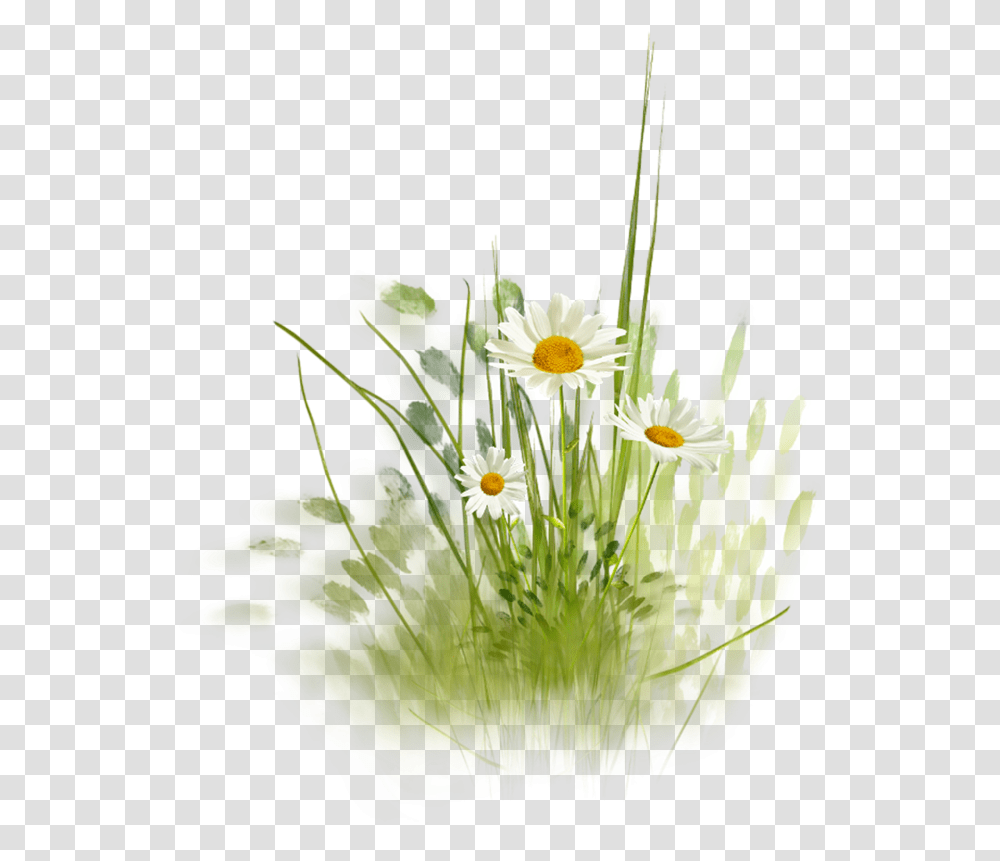 Download Hd Daisy Love Hill Grass, Plant, Flower, Daisies, Petal Transparent Png