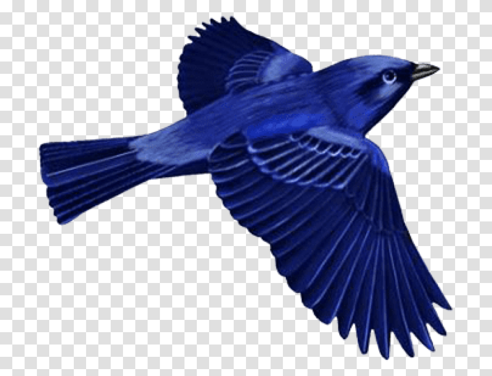 Download Hd Dark Blue Bird Blue Bird, Jay, Animal, Blue Jay, Bluebird Transparent Png