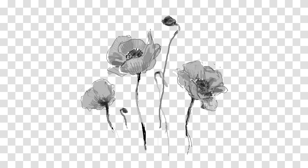 Download Hd Dead Flowers Tumblr Dead Flower Tumblr, Plant, Blossom, Petal, Poppy Transparent Png