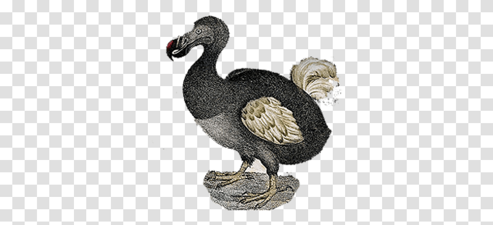 Download Hd Dodo Vintage Dodo Bird No Background Dodo, Animal Transparent Png