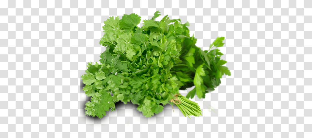 Download Hd Does Parsley Look Like Image Cilantro, Vase, Jar, Pottery, Plant Transparent Png