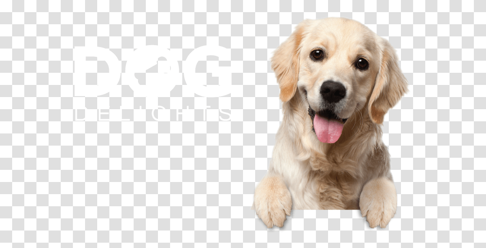 Download Hd Dog Delights Background Golden Retriever Puppy Background, Pet, Canine, Animal, Mammal Transparent Png