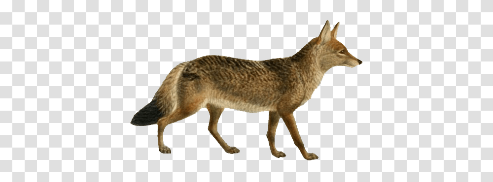 Download Hd Dogs Jackals Wolves And Jackal, Coyote, Mammal, Animal Transparent Png