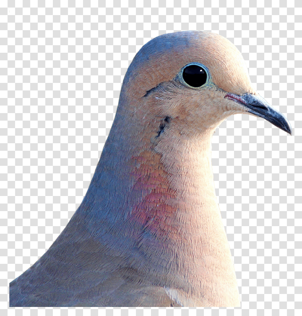 Download Hd Dove City Pigeon Collared Mourning Dove Background, Bird, Animal Transparent Png