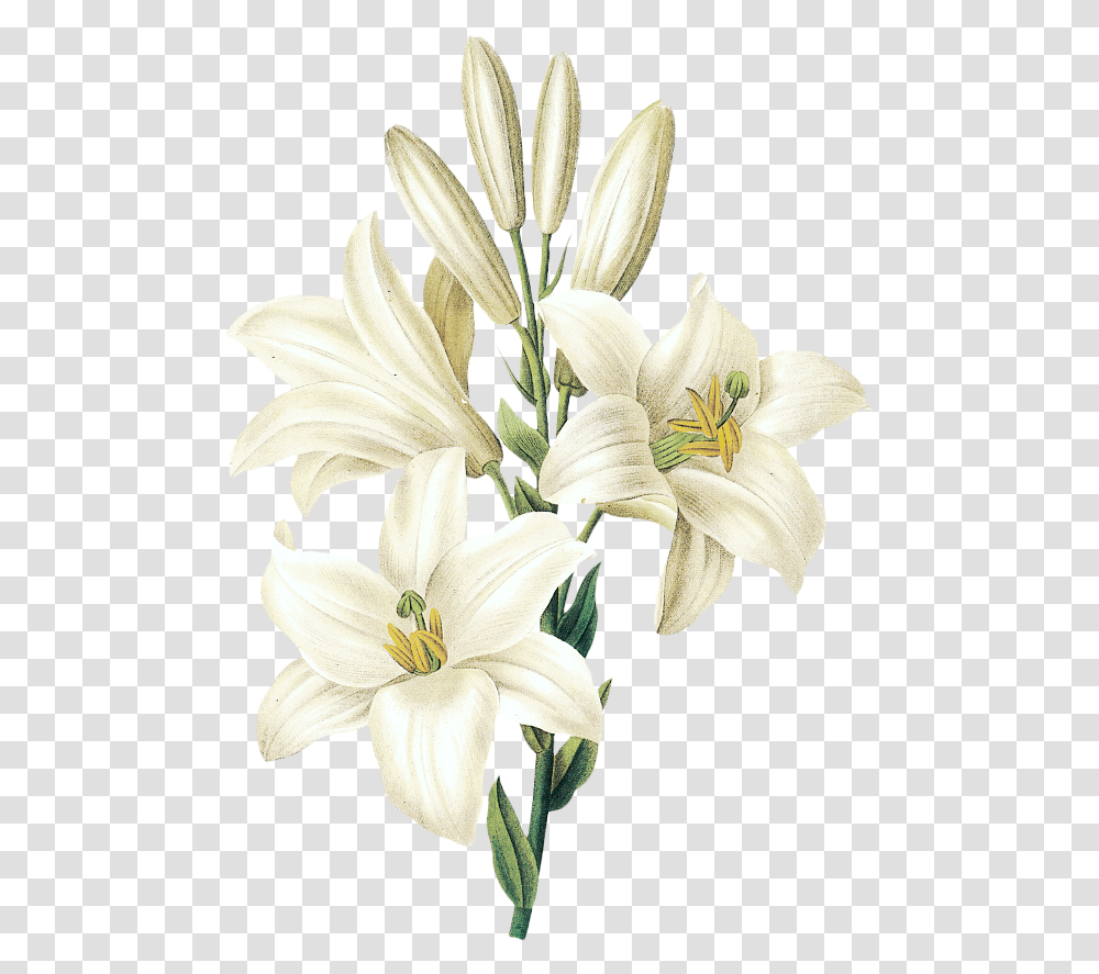 Download Hd Easter Lily Flower Drawing White Lily White Lily Flower, Plant, Blossom, Amaryllis, Flower Arrangement Transparent Png