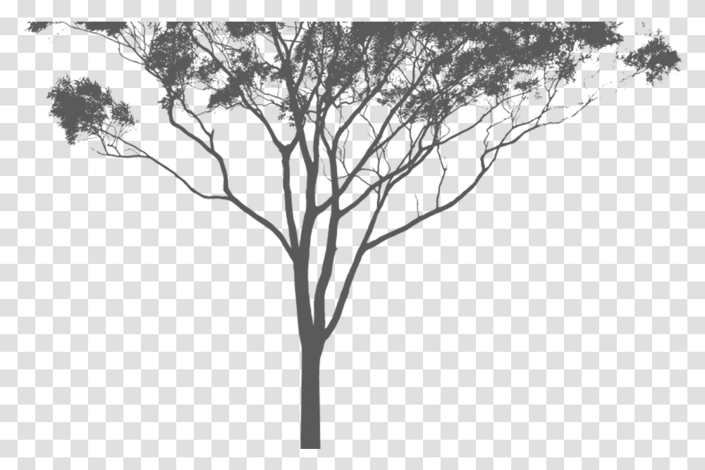 Download Hd Eucalyptus Or Gum Tree Silhouette Australia Eucalyptus Trees, Plant, Pattern, Fractal, Ornament Transparent Png