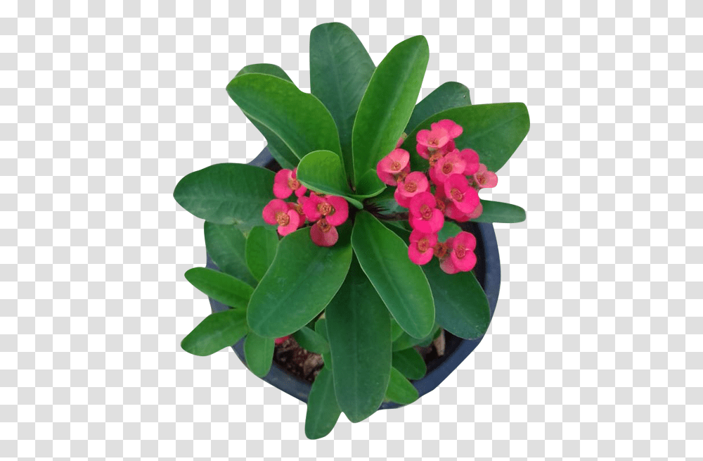 Download Hd Euphorbia Milli Crownofthorns Flowerpot, Plant, Blossom, Acanthaceae, Flower Arrangement Transparent Png