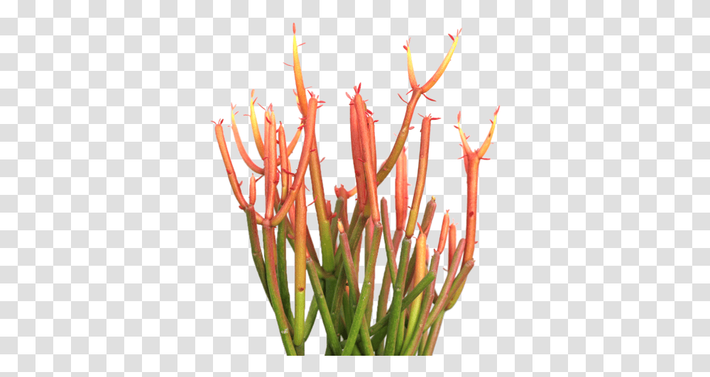 Download Hd Euphorbia Tirucalli 'firesticks' Office Plants Fire Sticks Succulent, Flower, Blossom, Pollen, Anther Transparent Png