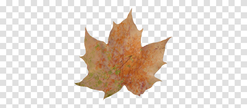 Download Hd Fall Leaves Pile Autumn Leaves Leaf With A Shadow, Plant, Tree, Maple Leaf, Person Transparent Png