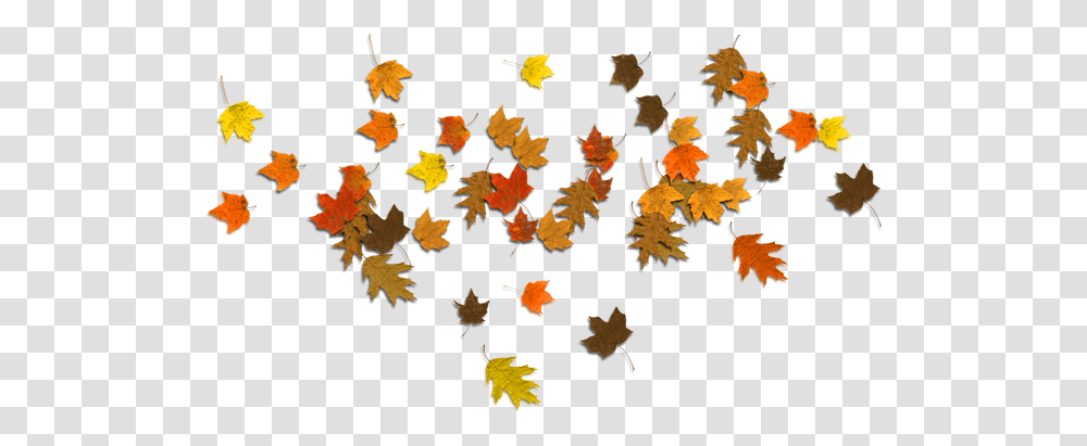 Download Hd Falling Autumn Leaves Clear Background Autumn Leaf, Plant, Tree, Maple Leaf, Rug Transparent Png