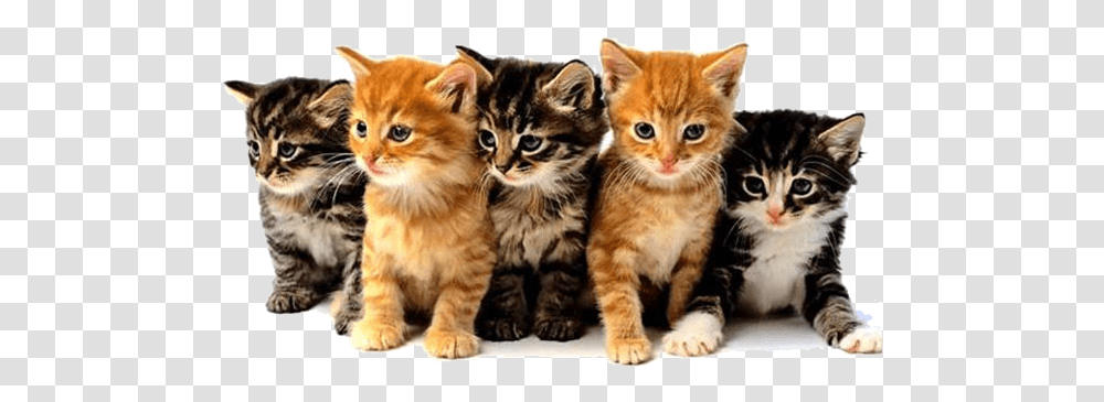 Download Hd Feline Panleukopenia Virus Animal Programs On Tv, Kitten, Cat, Pet, Mammal Transparent Png