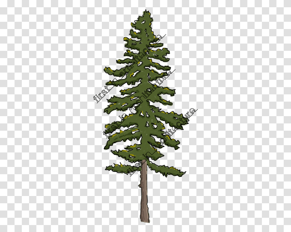 Download Hd Fia Trees Elevation Sketchy Tree Drawing Of Lodgepole Pine, Plant, Ornament, Christmas Tree, Fir Transparent Png
