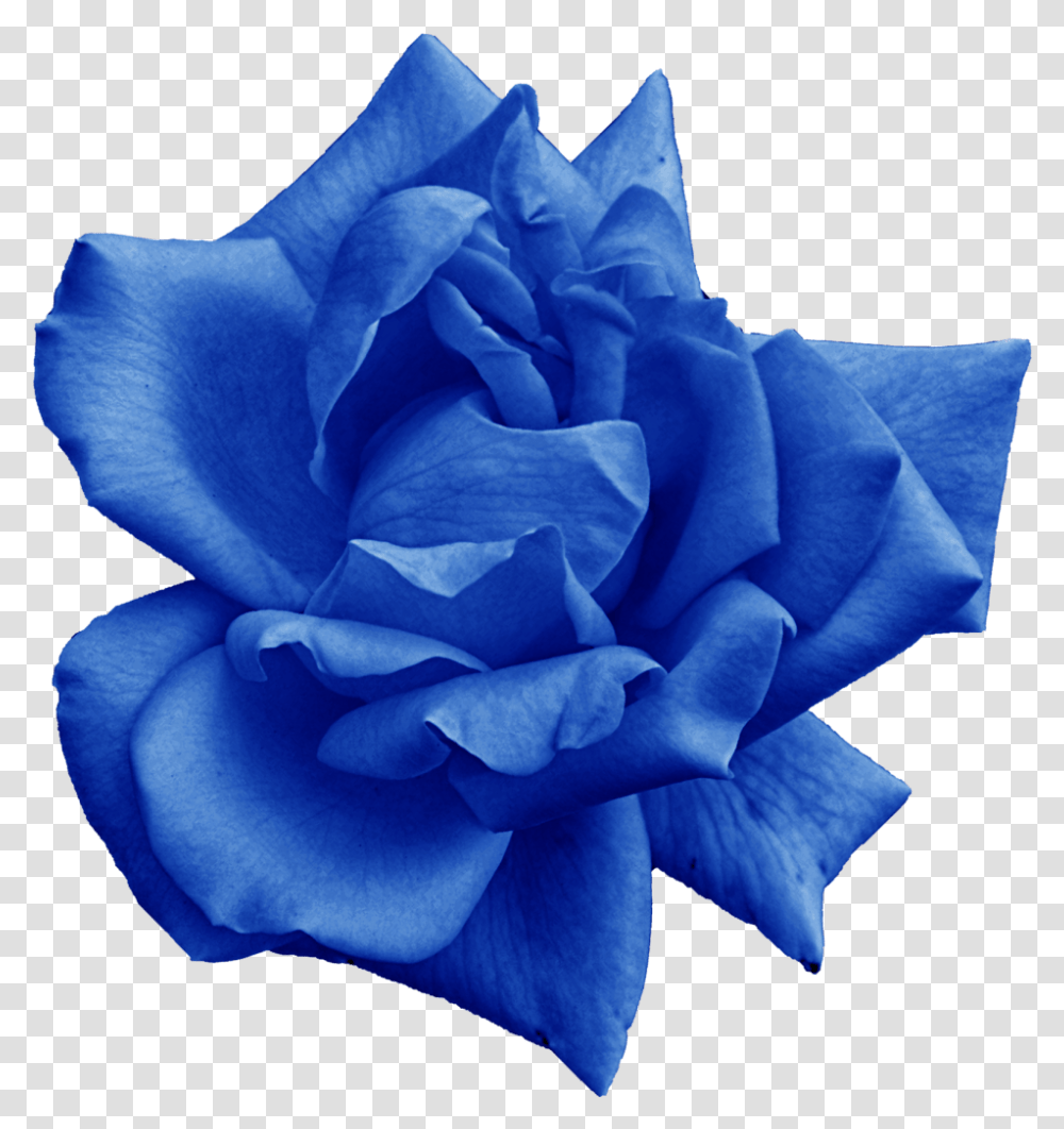 Download Hd File Size Blue Rose, Flower, Plant, Blossom, Petal Transparent Png