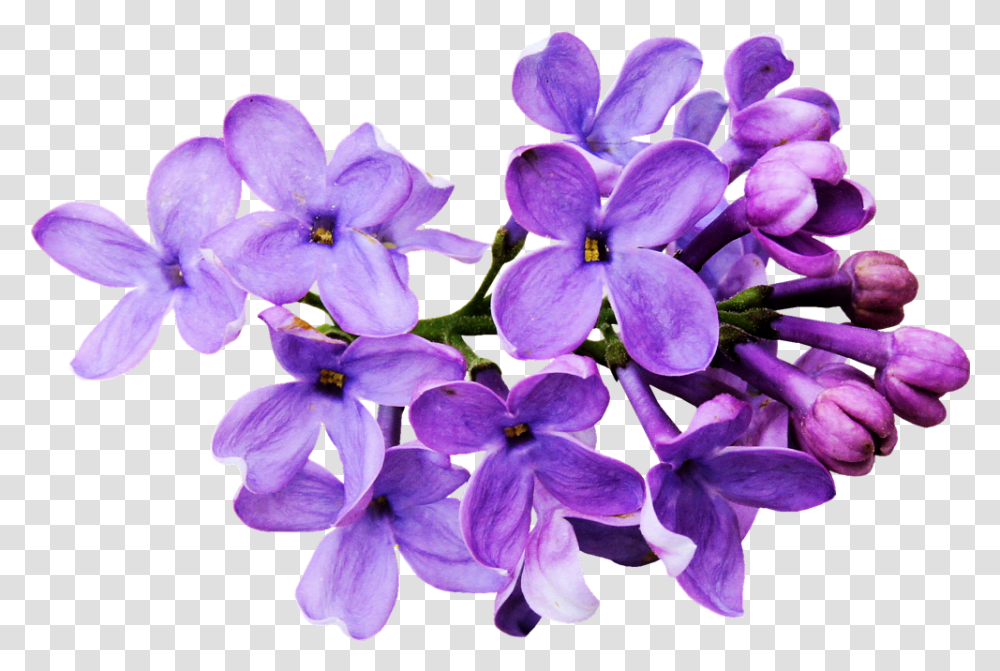 Download Hd Flores Moradas Flowers Draw Tumblr Lilac Flower, Plant, Blossom, Iris, Petal Transparent Png