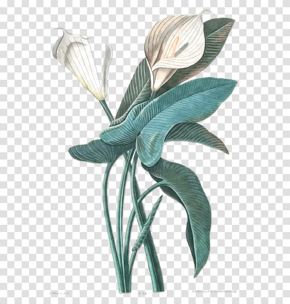 Download Hd Flower Drawing Botany Botanical Illustration White Calla Lily Illustration, Plant, Blossom, Leaf, Petal Transparent Png
