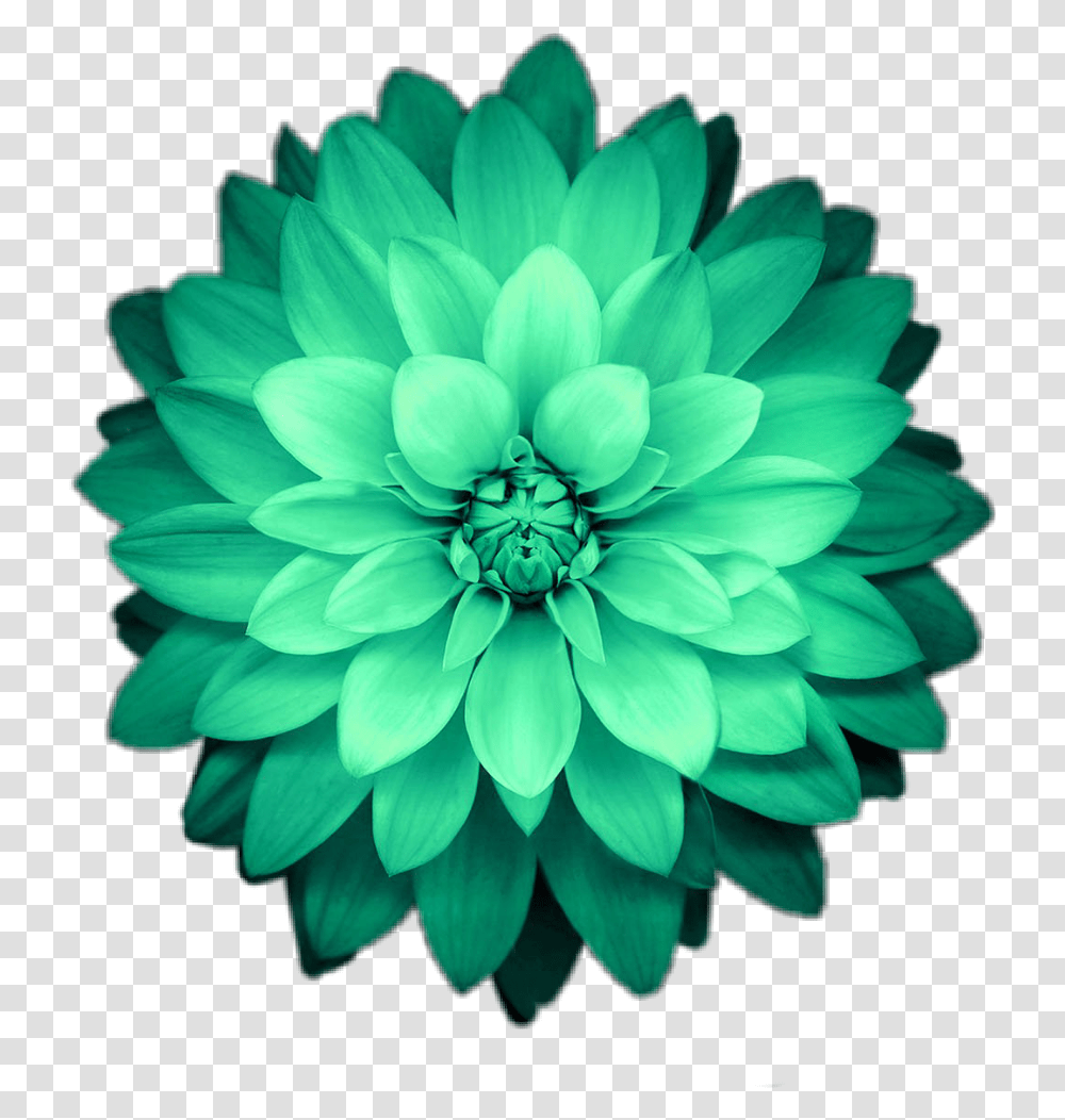 Download Hd Flower Flowers Green Fondo De Pantalla Super Amoled, Dahlia, Plant, Blossom, Daisy Transparent Png