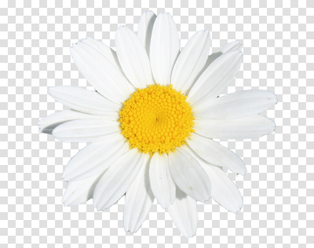 Download Hd Flower Flowers White Yellow Lovely, Plant, Daisy, Daisies, Blossom Transparent Png