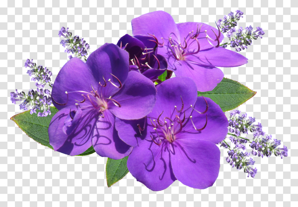 Download Hd Flower Purple With Lavender Lavender Flower Images, Geranium, Plant, Blossom, Pollen Transparent Png