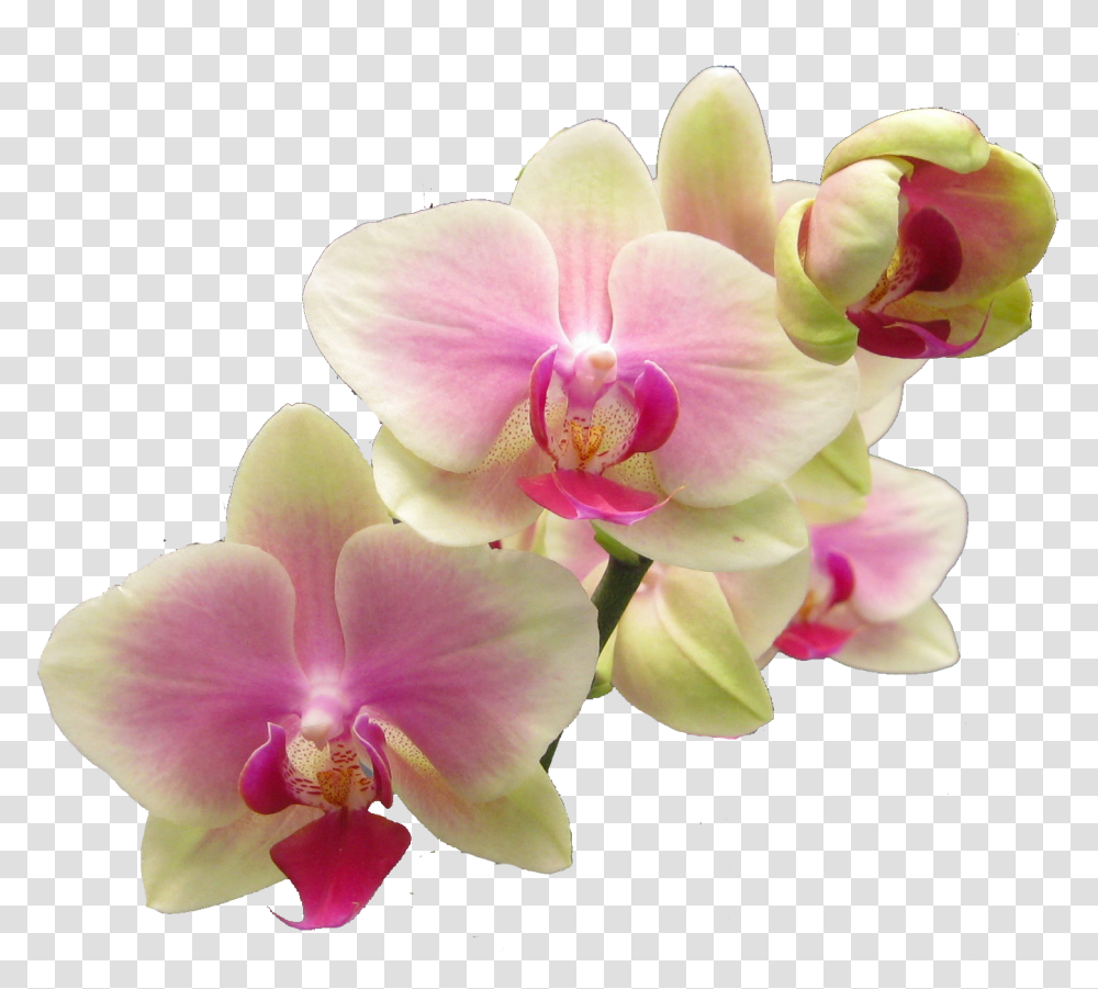 Download Hd Flower Realistic Flowers Clip Art Realistic Flower Clip Art, Plant, Blossom, Orchid, Geranium Transparent Png