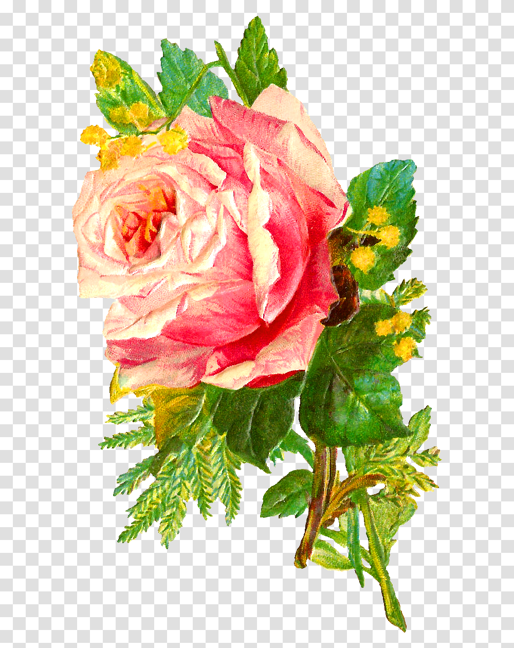 Download Hd Flower Rose Image Bouquet Pink Garden Roses, Plant, Blossom, Geranium, Petal Transparent Png