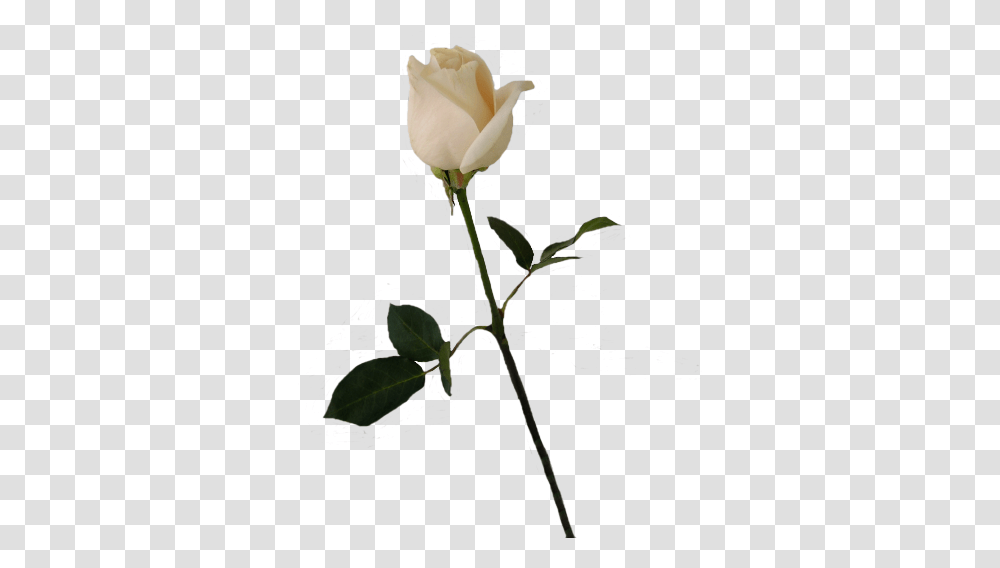 Download Hd Flower Stems White Rose Bud Single White Rose, Plant, Blossom, Petal, Anemone Transparent Png