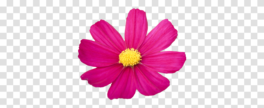 Download Hd Flower Tumblr Cosmos Flower Clipart Cosmos Flowers Without Background, Plant, Anther, Blossom, Pollen Transparent Png