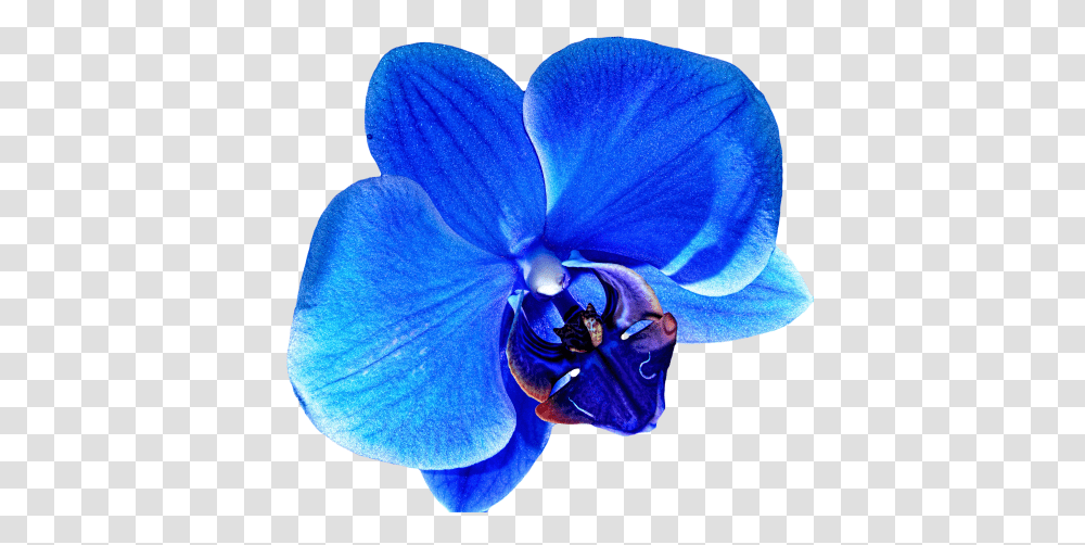 Download Hd Flower Tumblr Flowers Blue Orchid Flower Blue Orchid Background, Plant, Blossom, Person, Human Transparent Png