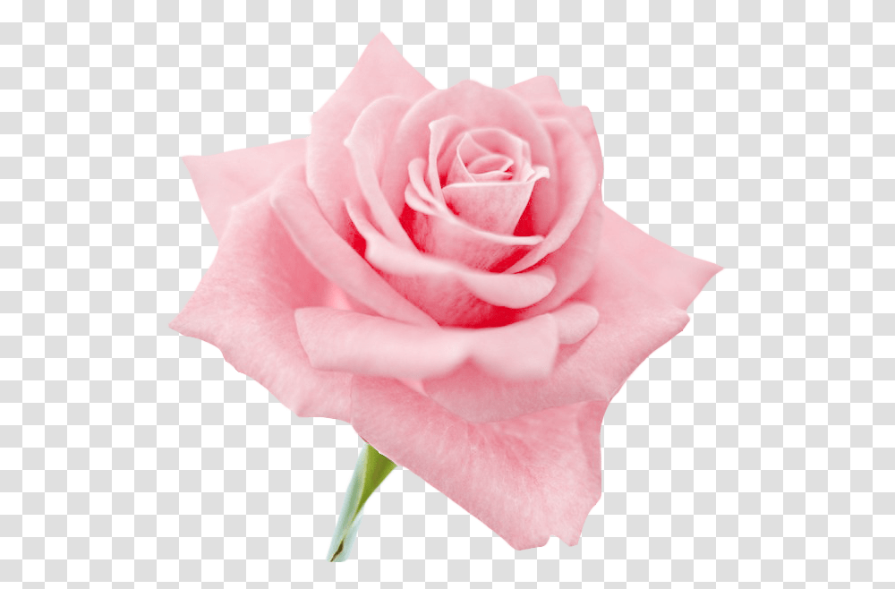 Download Hd Flowers Clip Art Roses Light Pink Flower, Plant, Blossom, Petal Transparent Png