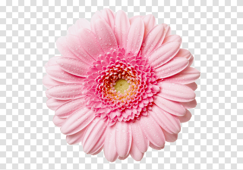 Download Hd Flowers Free High Pink Daisy Flower, Dahlia, Plant, Blossom, Daisies Transparent Png