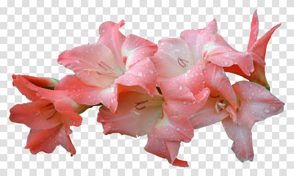 Download Hd Flowers & Leafs Gladiolus Flower Pink Portable Network Graphics, Plant, Geranium, Blossom, Amaryllis Transparent Png