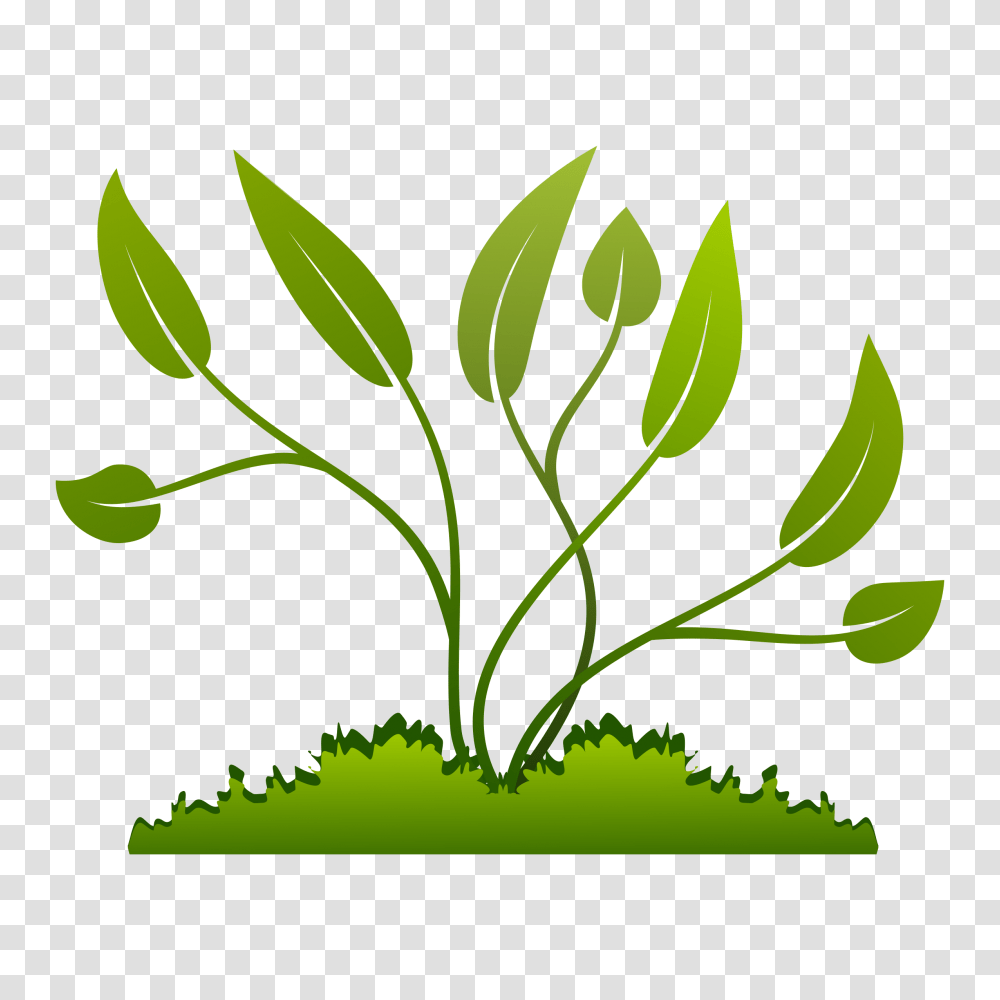 Download Hd Flowers Vectors Clipart Plants Clipart, Green, Leaf, Jar, Vase Transparent Png