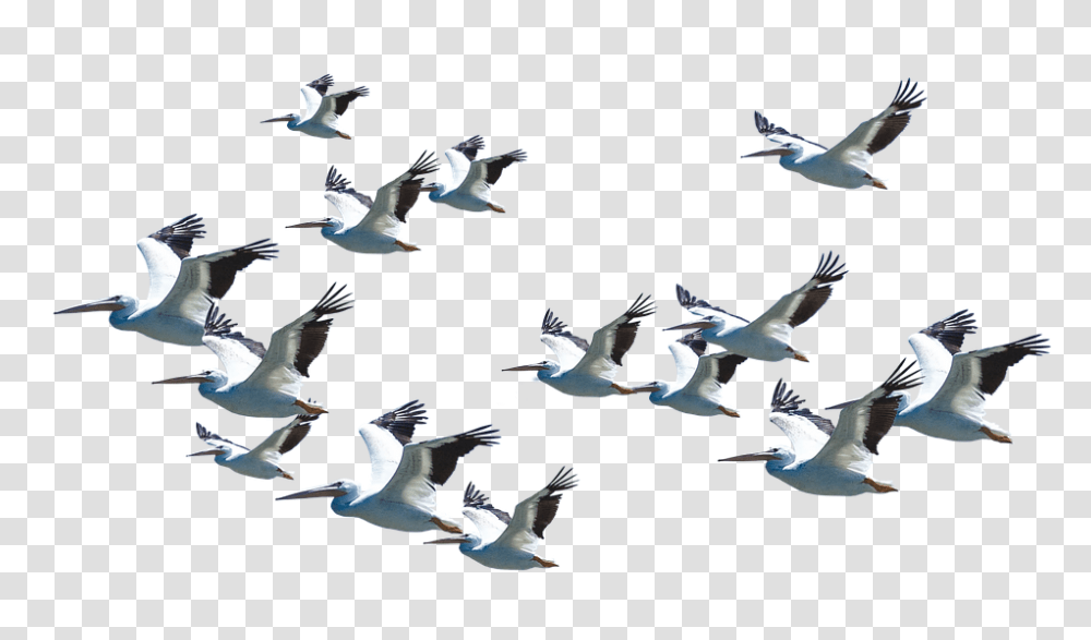 Download Hd Flying Pelican Flying Birds Good Morning, Animal, Flock, Seagull Transparent Png